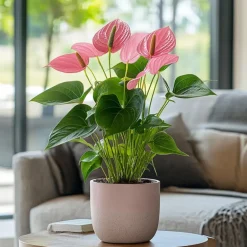 Plant in a Box Flamingoplant - Anthurium 'Maine Pink' - Hoogte 55-70cm - ø17cm Sale