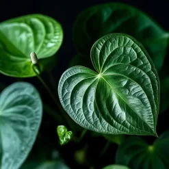 Plant in a Box Flamingoplant - Anthurium 'Maine Pink' - Hoogte 55-70cm - ø17cm Sale