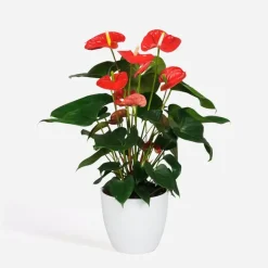 Plant in a Box Flamingoplant - Anthurium 'Madural Red' - Hoogte 55-70cm - ø17cm Outlet