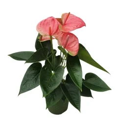 Plant in a Box Flamingoplant - Anthurium 'Sweet Dream' - Hoogte 35-45cm - ø12cm Outlet