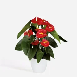 Plant in a Box Flamingoplant - Anthurium 'Royal Champion' - Hoogte 35-45cm - ø12cm Clearance