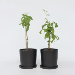Plant in a Box Frambozenplant - Set van 2 - Rubus 'Malling Promise' - Hoogte 50-60cm - ⌀15cm Discount