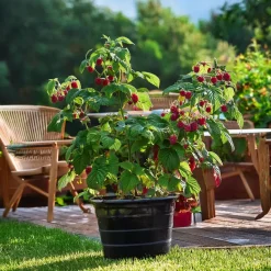 Plant in a Box Frambozenplant - Set van 2 - Rubus 'Malling Promise' - Hoogte 50-60cm - ⌀15cm Discount