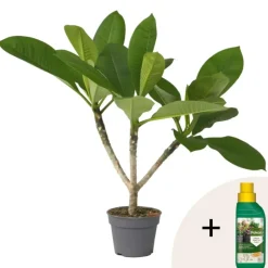 Plant in a Box Frangipani Hawaii + plantenvoeding - Plumeria rubra - Hoogte 45-55cm - ⌀17cm Sale