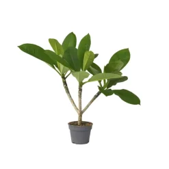 Plant in a Box Frangipani Hawaii - Plumeria rubra 'Hawaii' - Hoogte 45-55cm - ⌀17cm New