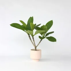 Plant in a Box Frangipani Hawaii - Plumeria rubra 'Hawaii' - Hoogte 45-55cm - ⌀17cm New