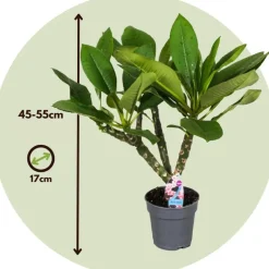 Plant in a Box Frangipani Hawaii - Plumeria rubra 'Hawaii' - Hoogte 45-55cm - ⌀17cm New