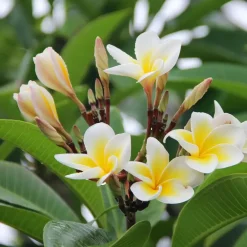 Plant in a Box Frangipani Hawaii - Plumeria rubra 'Hawaii' - Hoogte 45-55cm - ⌀17cm New