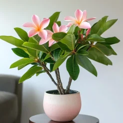Plant in a Box Frangipani Hawaii - Plumeria rubra 'Hawaii' - Hoogte 45-55cm - ⌀17cm New