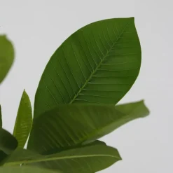 Plant in a Box Frangipani Hawaii - Plumeria rubra 'Hawaii' - Hoogte 45-55cm - ⌀17cm New