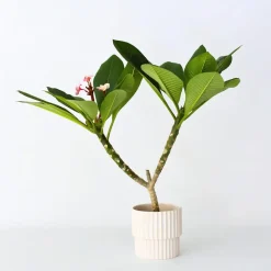 Plant in a Box Frangipani roze - Plumeria rubra 'Roze' - Hoogte 55-70cm - ⌀17cm Best