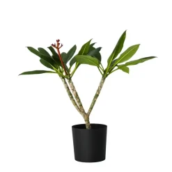 Plant in a Box Frangipani wit - Plumeria rubra 'White' - Hoogte 55-70cm - ⌀17cm Outlet