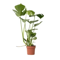 Plant in a Box Gatenplant - Monstera deliciosa - Hoogte 50-60cm - ⌀17cm Discount