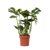 Plant in a Box Gatenplant - Monstera deliciosa - Hoogte 70-80cm - ⌀21cm Hot