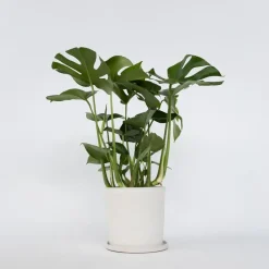 Plant in a Box Gatenplant - Monstera deliciosa - Hoogte 70-80cm - ⌀21cm Hot