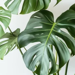 Plant in a Box Gatenplant - Monstera deliciosa - Hoogte 70-80cm - ⌀21cm Hot