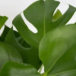 Plant in a Box Gatenplant - Monstera deliciosa - Hoogte 70-80cm - ⌀21cm Hot