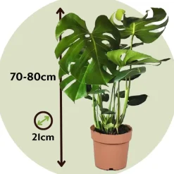 Plant in a Box Gatenplant - Monstera deliciosa - Hoogte 70-80cm - ⌀21cm Hot
