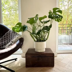 Plant in a Box Gatenplant - Monstera deliciosa - Hoogte 70-80cm - ⌀21cm Hot