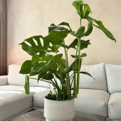 Plant in a Box Gatenplant - Monstera deliciosa - Hoogte 70-80cm - ⌀21cm Hot