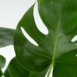 Plant in a Box Gatenplant - Monstera deliciosa - Hoogte 70-80cm - ⌀21cm Hot
