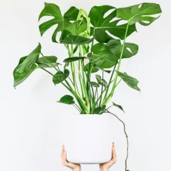 Plant in a Box Gatenplant met plantenvoeding - Monstera deliciosa - Hoogte 70-80cm - ⌀21cm Outlet