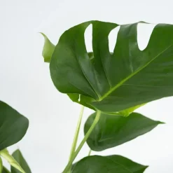Plant in a Box Gatenplant met plantenvoeding - Monstera deliciosa - Hoogte 70-80cm - ⌀21cm Outlet