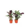 Plant in a Box Gebedsplant - Set van 2 - Ctenanthe 'burle-marxii' - Hoogte 25-40cm - ⌀12cm Clearance