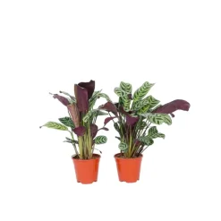 Plant in a Box Gebedsplant - Set van 2 - Ctenanthe 'burle-marxii' - Hoogte 25-40cm - ⌀12cm Clearance