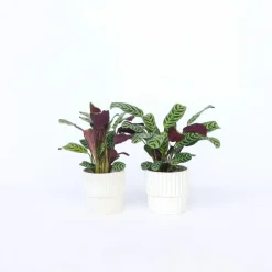 Plant in a Box Gebedsplant - Set van 2 - Ctenanthe 'burle-marxii' - Hoogte 25-40cm - ⌀12cm Clearance