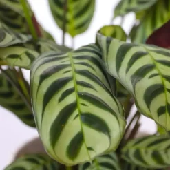 Plant in a Box Gebedsplant - Set van 2 - Ctenanthe 'burle-marxii' - Hoogte 25-40cm - ⌀12cm Clearance