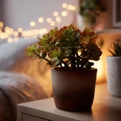 Plant in a Box Geldboom - Crassula ovata 'Sunset' - Hoogte 15-20cm - ⌀12cm Hot