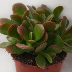 Plant in a Box Geldboom - Crassula ovata 'Sunset' - Hoogte 15-20cm - ⌀12cm Hot