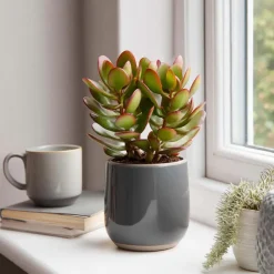 Plant in a Box Geldboom - Crassula ovata 'Sunset' - Hoogte 15-20cm - ⌀12cm Hot