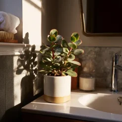 Plant in a Box Geldboom - Crassula ovata 'Sunset' - Hoogte 15-20cm - ⌀12cm Hot