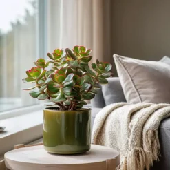 Plant in a Box Geldboom - Crassula ovata 'Sunset' - Hoogte 15-20cm - ⌀12cm Hot