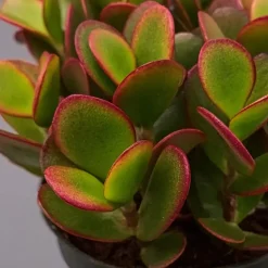 Plant in a Box Geldboom - Crassula ovata 'Sunset' - Hoogte 15-20cm - ⌀12cm Hot