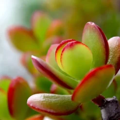 Plant in a Box Geldboom - Crassula ovata 'Sunset' - Hoogte 15-20cm - ⌀12cm Hot