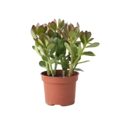 Plant in a Box Geldboom - Crassula ovata - Hoogte 15-25 cm - ø 12 cm Hot