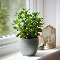 Plant in a Box Geldboom - Crassula ovata - Hoogte 15-25 cm - ø 12 cm Hot