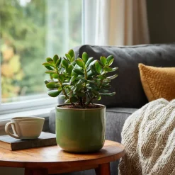 Plant in a Box Geldboom - Crassula ovata - Hoogte 15-25 cm - ø 12 cm Hot