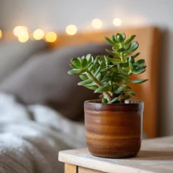 Plant in a Box Geldboom - Crassula ovata - Hoogte 15-25 cm - ø 12 cm Hot