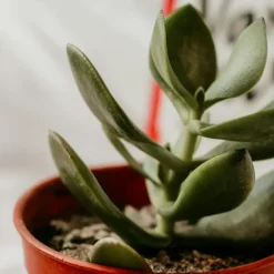 Plant in a Box Geldboom - Crassula ovata - Hoogte 15-25 cm - ø 12 cm Hot