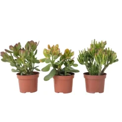 Plant in a Box Geldboom - Mix van 3 - Crassula Minor, Hobbit, Sunset - Hoogte 10-25cm - ø12cm
