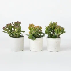Plant in a Box Geldboom - Mix van 3 - Crassula Minor, Hobbit, Sunset - Hoogte 10-25cm - ø12cm