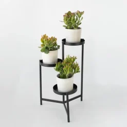 Plant in a Box Geldboom - Mix van 3 - Crassula Minor, Hobbit, Sunset - Hoogte 10-25cm - ø12cm