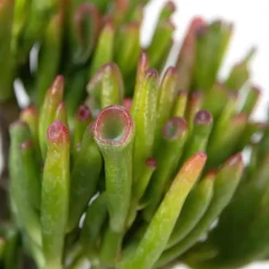 Plant in a Box Geldboom - Mix van 3 - Crassula Minor, Hobbit, Sunset - Hoogte 10-25cm - ø12cm