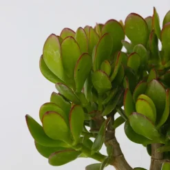 Plant in a Box Geldboom - Mix van 3 - Crassula Minor, Hobbit, Sunset - Hoogte 10-25cm - ø12cm