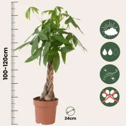 Plant in a Box Geldboom - Pachira aquatica - Hoogte 100-120cm - ⌀24cm