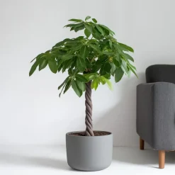 Plant in a Box Geldboom - Pachira aquatica - Hoogte 100-120cm - ⌀24cm